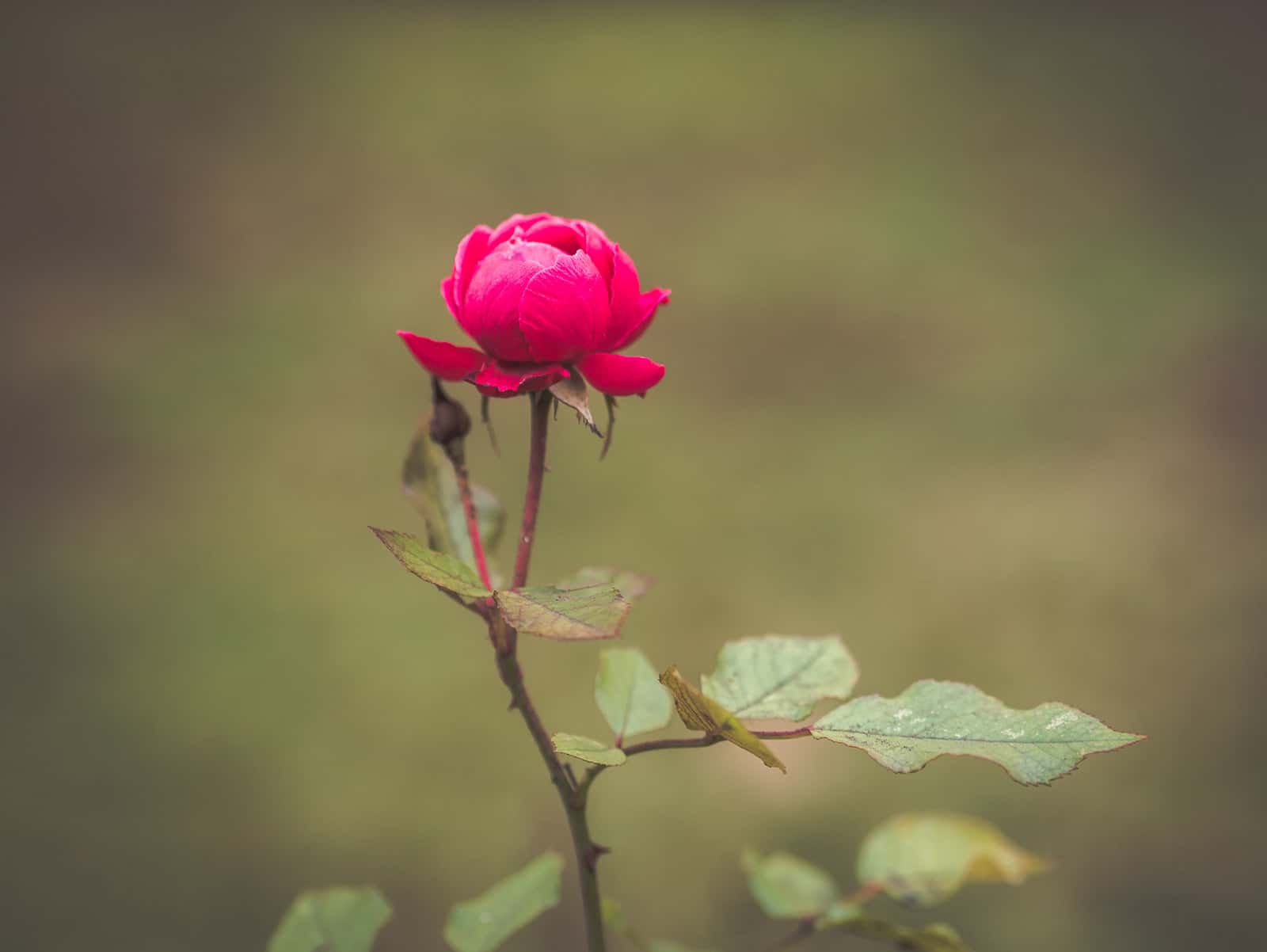 close up of single pink rose