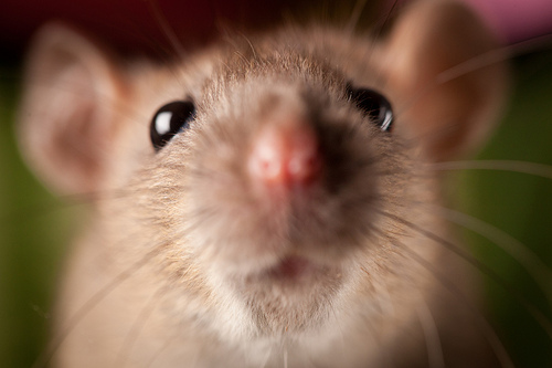 cute mouse close-up