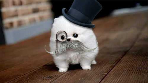 Fluff Ball Puppy with Top Hat \& Monocole