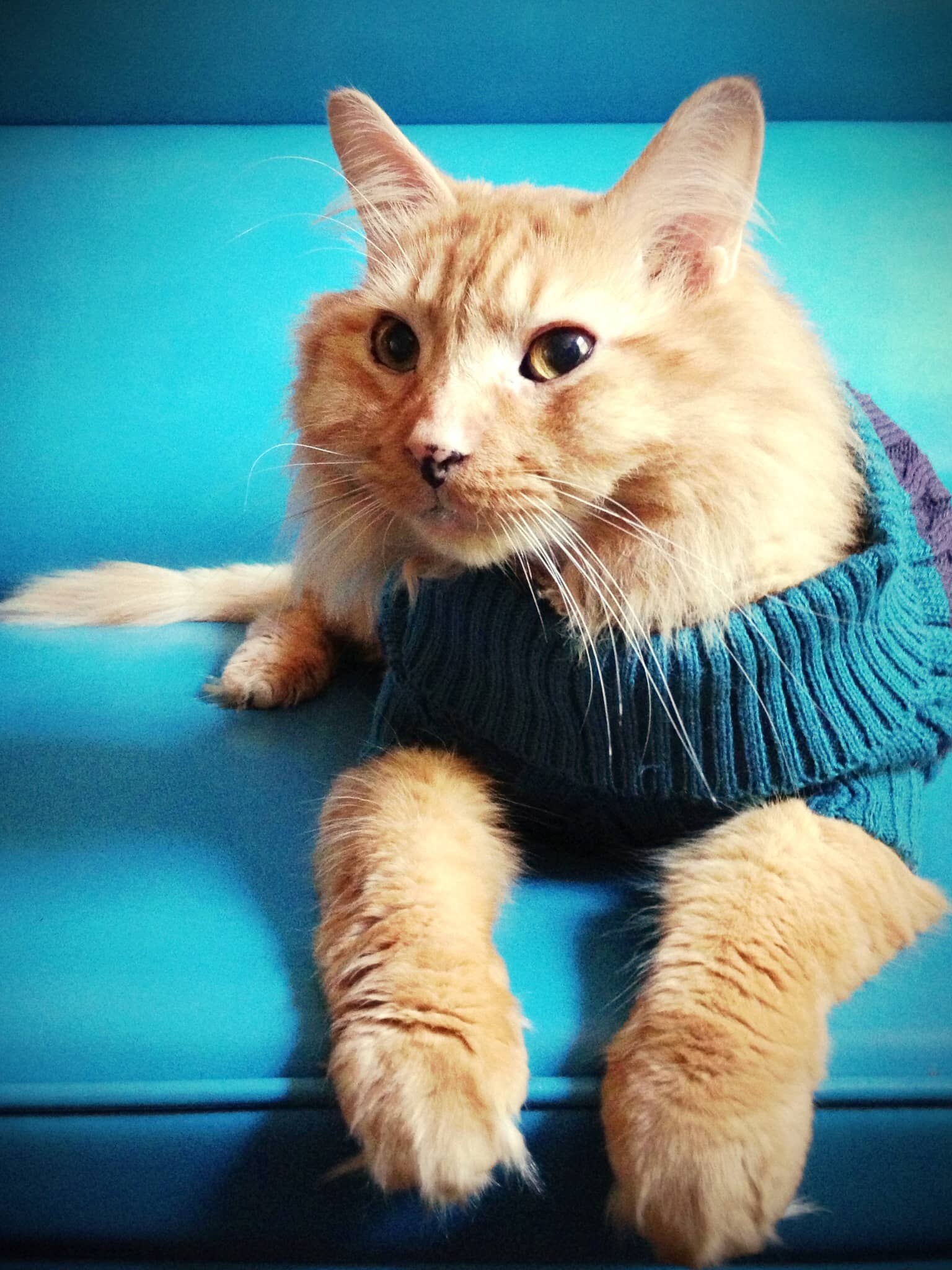 Haskell the kitty in a sweater