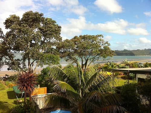 New Zealand tropical trees