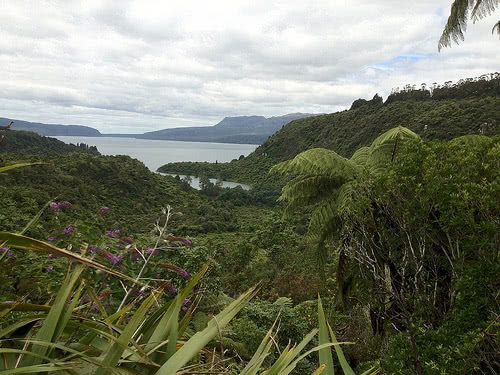 tropical foliage new zealand