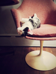 Our cat Watson in a tulip chair